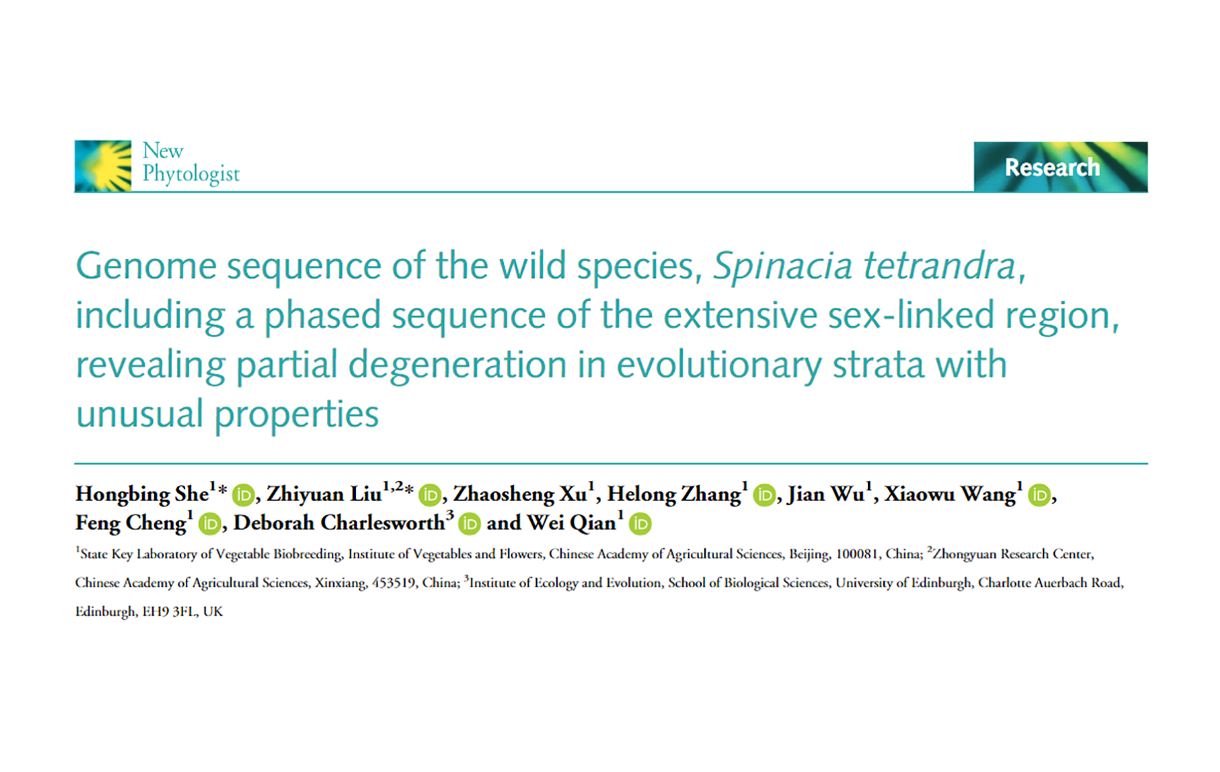 Genome sequence of the wild species, Spinacia tetrandra, including a phased sequence of the extensive sex-linked region, revealing partial degeneration in evolutionary strata with unusual properties