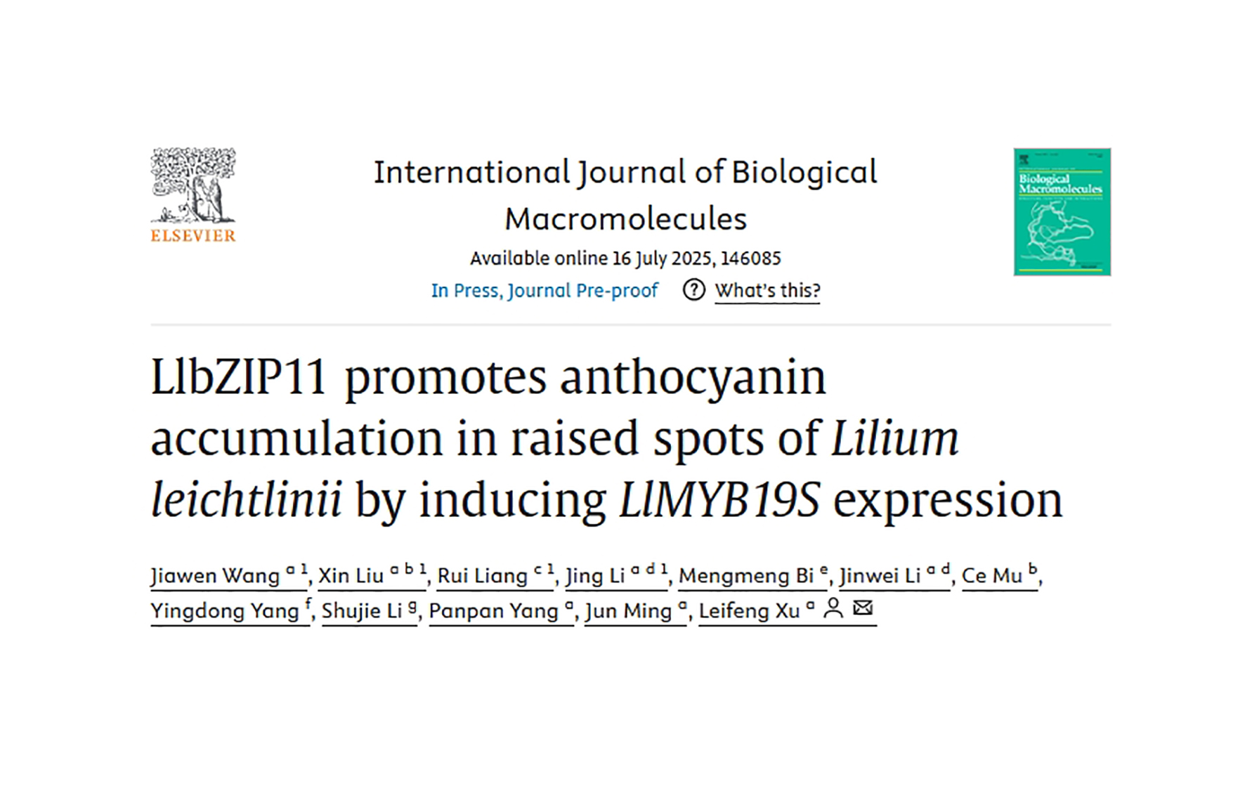 IJBM | Lily Breeding Team of the Institute of Vegetables and Flowers Reveals Regulatory Mechanism of Anthocyanin Biosynthesis in Lily Spot Coloration