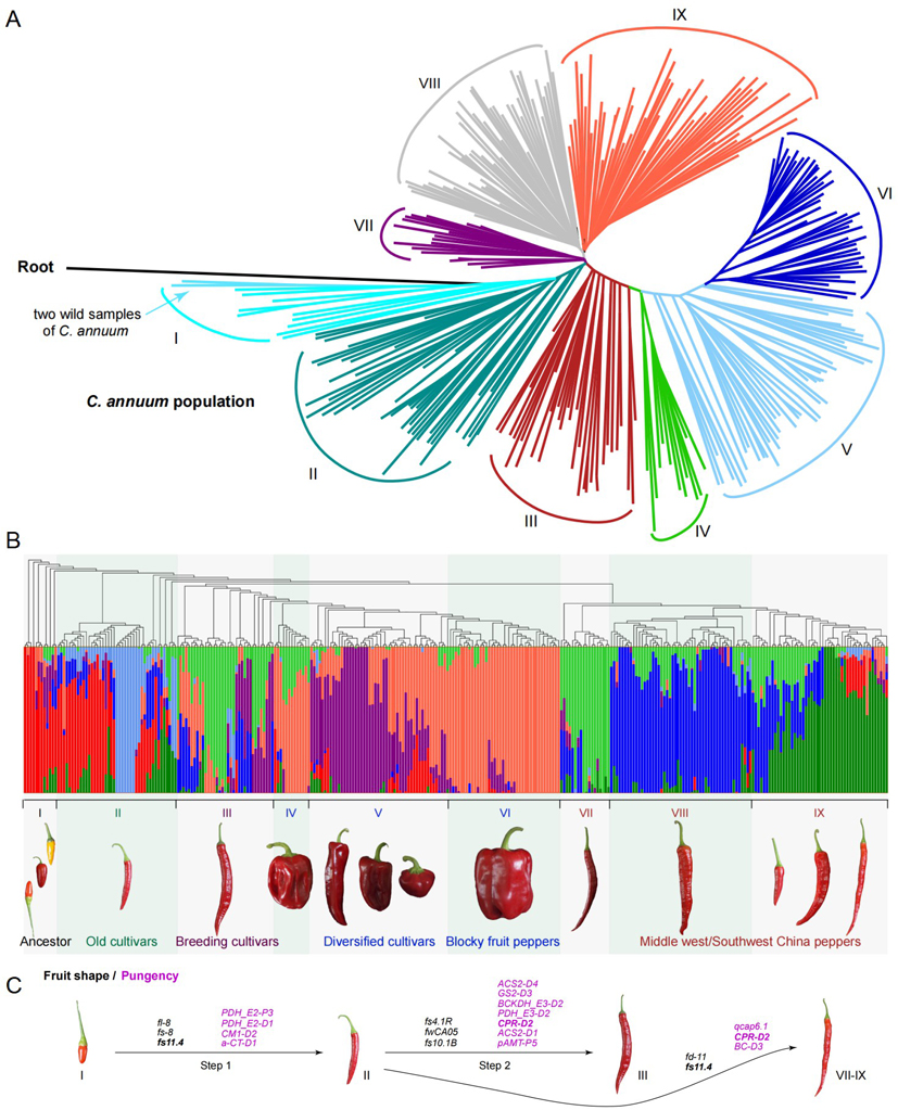 Mol Plant 所网站-新闻稿-图1.JPG