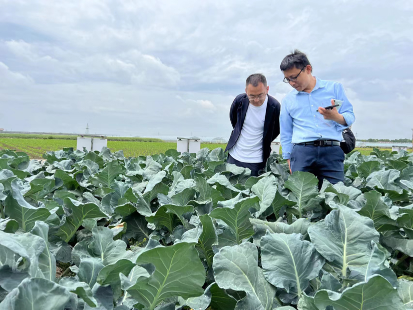 蔬菜产业专家团赴浙江萧山指导国产青花菜潜力品种筛选.jpg