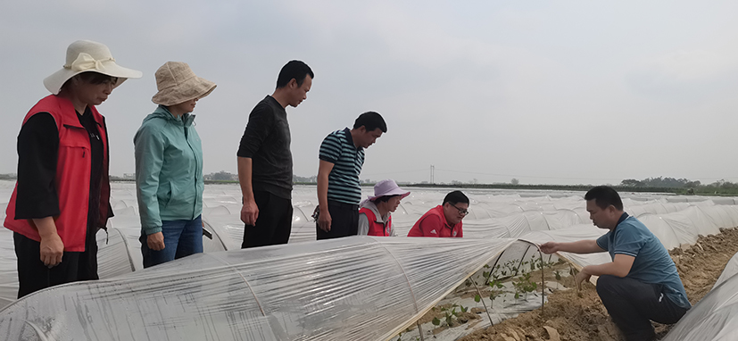 6 陈振东研究员率小分队指导广西露地蔬菜提前做好预防工作.jpg