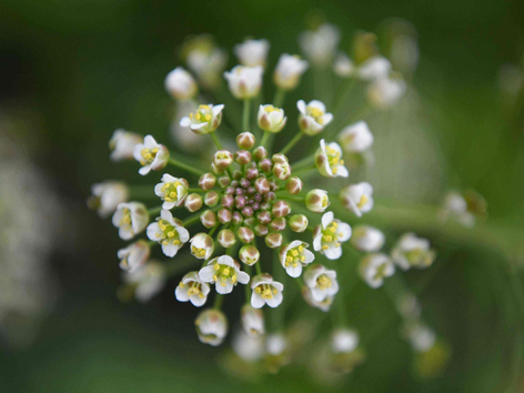 十字花科研究室